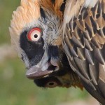 Ghost_Pickle's Avatar