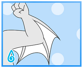 Webbed Arms